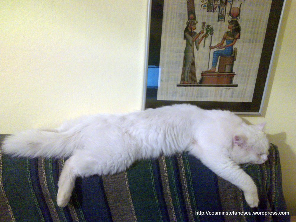 Amedeo - frumosul meu pisic alb - Somn ușor! Foto Cosmin Stefanescu (2)