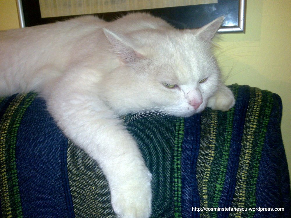 Amedeo - frumosul meu pisic alb se odihnește după o zi de alergătură - Foto Cosmin Stefanescu (4)